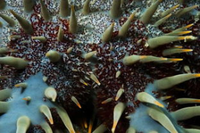 有毒的海星图片,海洋中的致命杀手